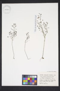 Agalinis tenuifolia var. tenuifolia image