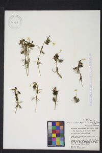 Ranunculus aquatilis var. diffusus image