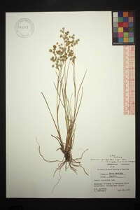 Juncus scirpoides var. compositus image