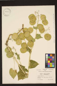 Lunaria annua image