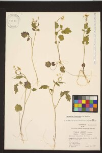 Cardamine flagellifera image