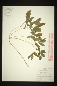 Caulophyllum thalictroides image