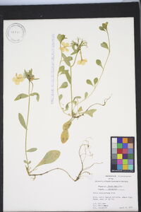 Phlox stolonifera image