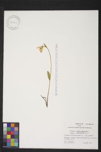 Pogonia ophioglossoides image