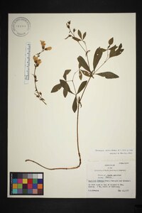 Thermopsis mollis image