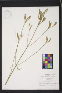 Verbena brasiliensis image