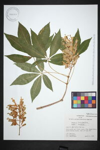 Aesculus sylvatica image