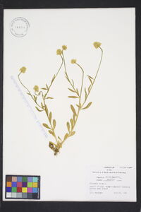 Polygala lutea image