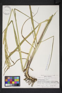 Paspalum urvillei image