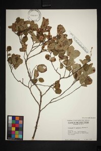 Fothergilla gardenii image