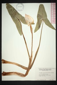 Peltandra sagittifolia image