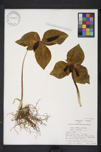 Trillium cuneatum image