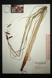 Carex glaucescens image