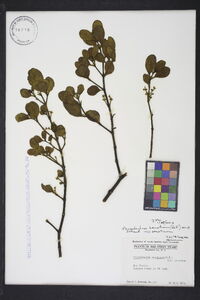 Phoradendron leucarpum subsp. leucarpum image