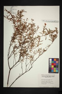 Hypericum cistifolium image