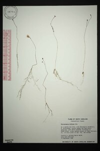 Utricularia gibba image