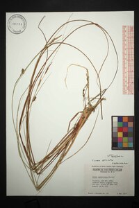 Carex striata var. brevis image