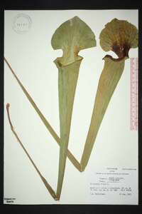 Sarracenia flava image