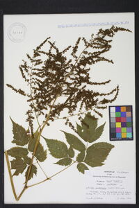 Astilbe biternata image