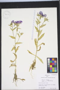 Phlox drummondii image