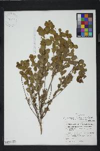 Phyllanthopsis phyllanthoides image