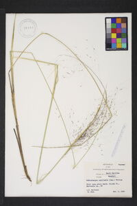 Muhlenbergia capillaris image