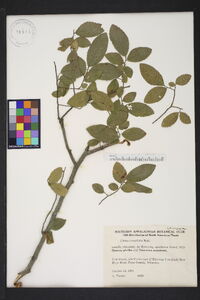 Ulmus crassifolia image