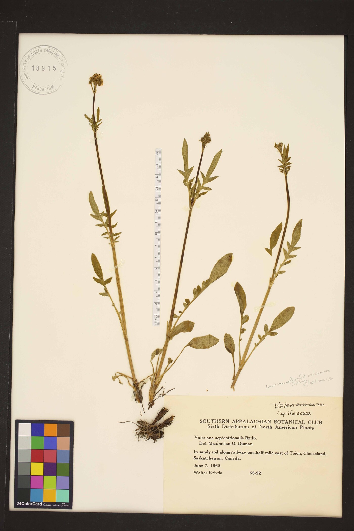 Valeriana septentrionalis image