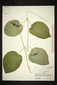 Matelea decipiens image