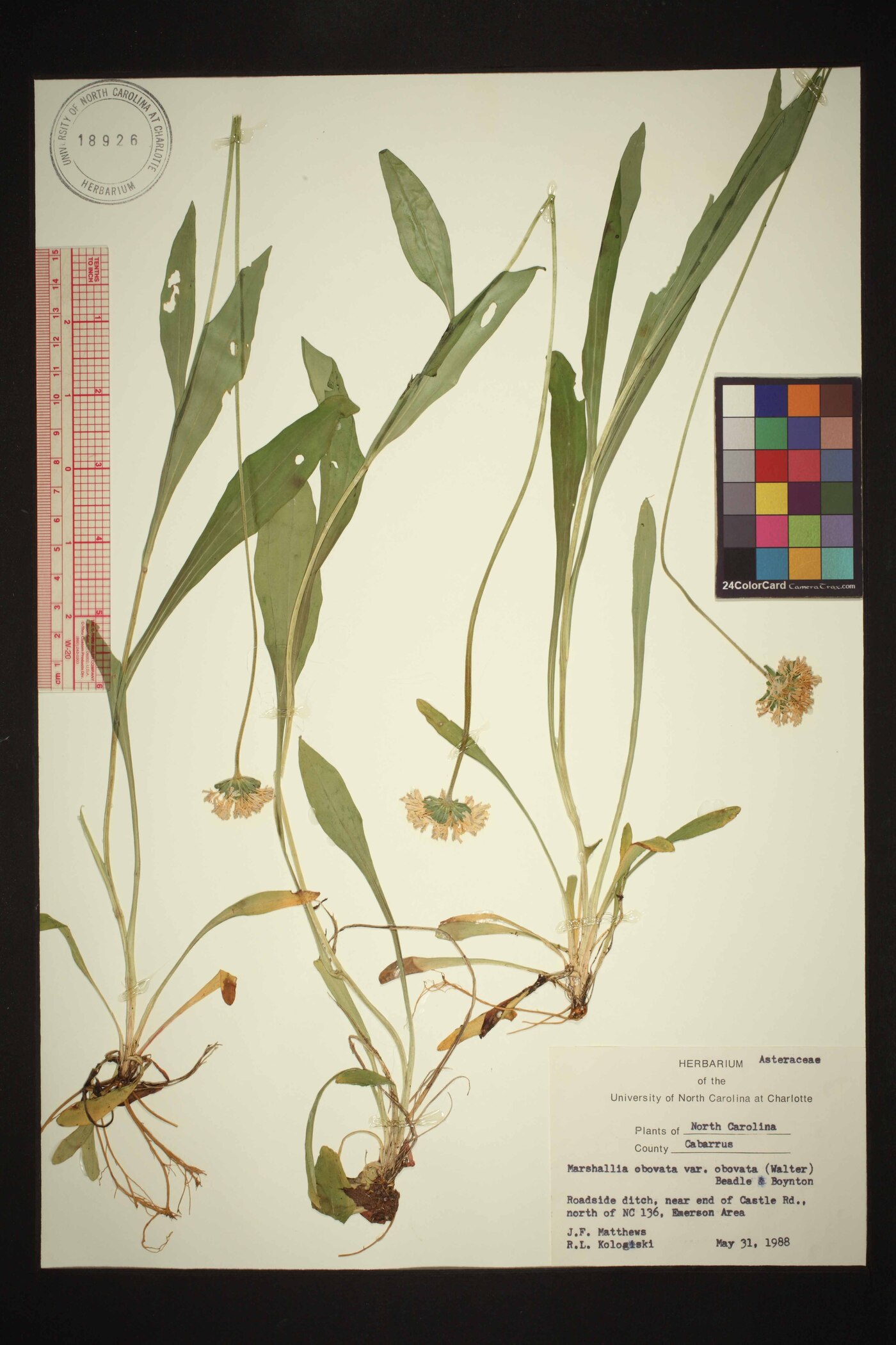 Marshallia obovata image