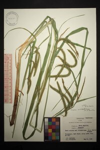 Carex mitchelliana image