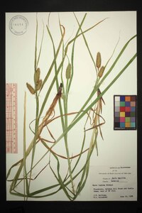 Carex typhina image