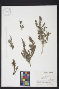 Rachicallis americana image