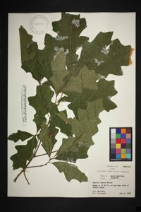 Quercus lyrata image