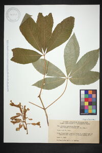 Aesculus sylvatica image