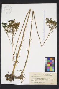 Polygala cymosa image