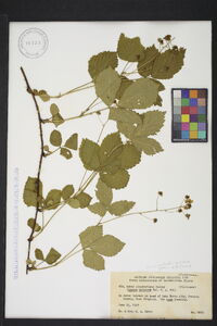 Rubus clandestinus image