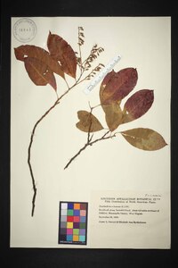 Oxydendrum arboreum image