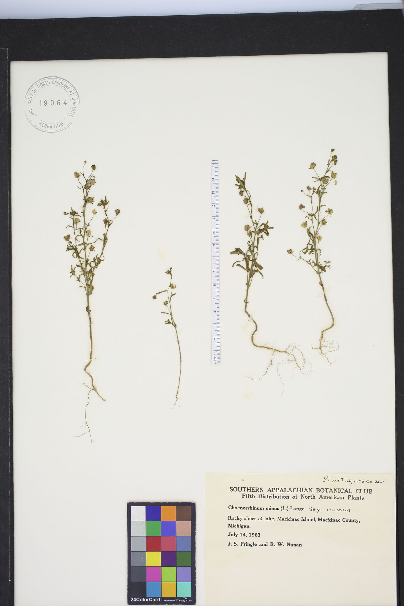 Chaenorhinum minus subsp. minus image