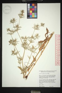 Eryngium hookeri image