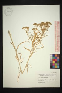 Flaveria linearis image