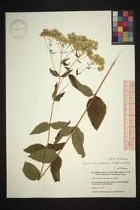 Eupatorium pubescens image