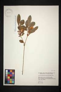 Rhododendron arborescens image