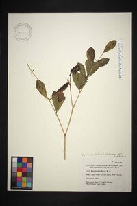 Baptisia australis var. australis image