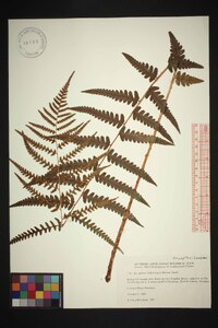 Dryopteris ludoviciana image