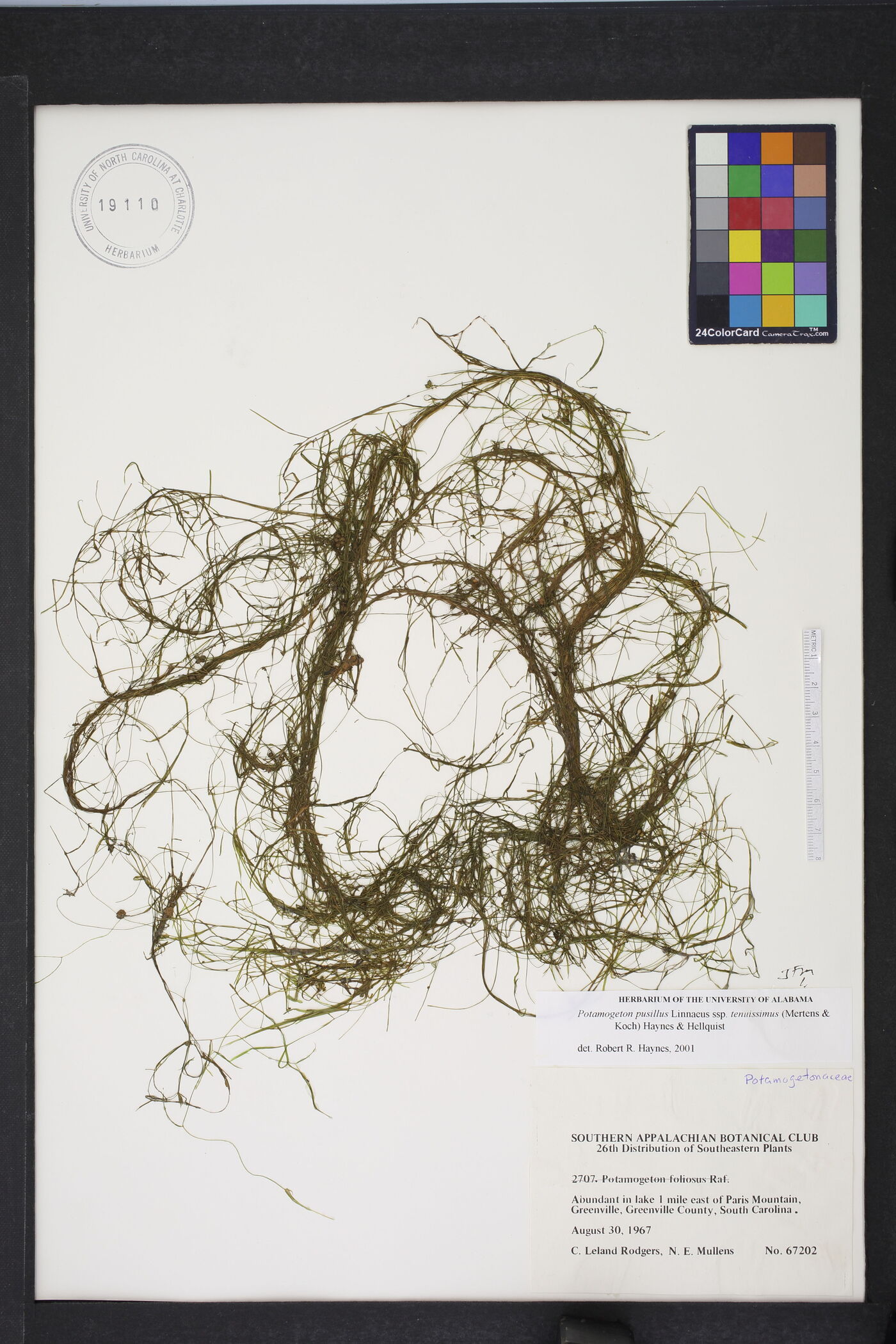Potamogeton berchtoldii subsp. berchtoldii image