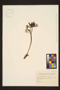 Caulophyllum thalictroides image