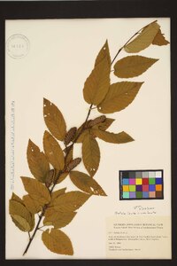 Betula lenta image