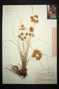 Cyperus oxylepis image