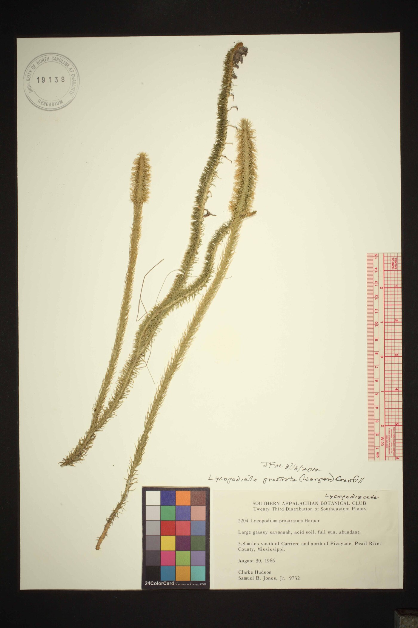 Lycopodiella prostrata image